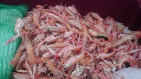 Prawns