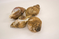 Whelks