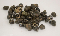 Perwinkles