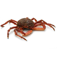 Spider Crab