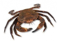 Velvet Crab