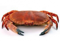 Brown Crab